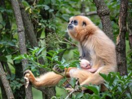 Artis blij met geboorte goudwanggibbon