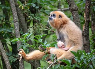 Artis blij met geboorte goudwanggibbon