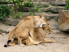 Artis laat seksuele diversiteit in de natuur zien tijdens Pride