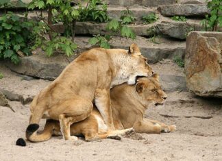Artis laat seksuele diversiteit in de natuur zien tijdens Pride