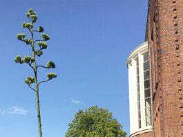 In de Hortus bloeit 65-jarige agave