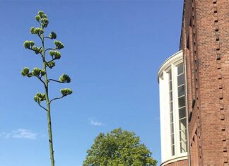 In de Hortus bloeit 65-jarige agave