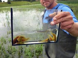 Artis zet ernstig bedreigde knoflookpad uit in Oost-Nederland
