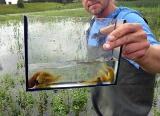 Artis zet ernstig bedreigde knoflookpad uit in Oost-Nederland