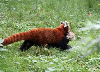 ‘Vuurkleurige kat’ voor het eerst buiten in Artis