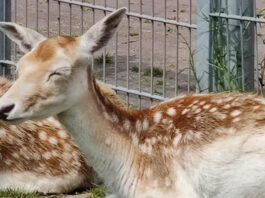 Kinderboerderij Jeugdland wordt landbouwboerderij