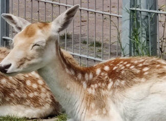 Kinderboerderij Jeugdland wordt landbouwboerderij