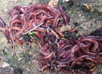 Afval scheiden met composttijgers