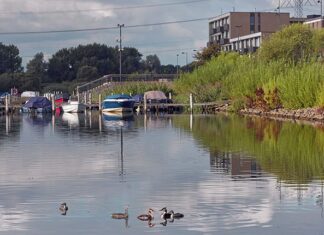 Variatie in ecosysteem op IJburg