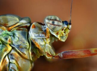 Enorme insecten in Artis laten je verbazen