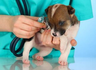 Extra geld voor dierenhulp aan minima
