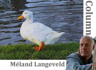 Huiseend in de vijver