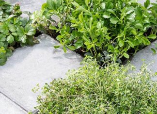 Tuincentrum wil helpen de stad te vergroenen