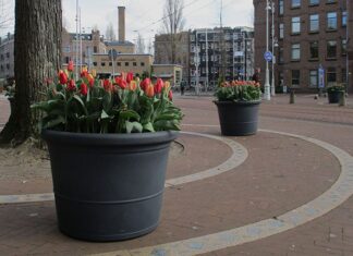 Tulpen geven kleur aan het leven in coronatijd