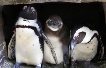 Dagbezoekers mogen vanaf Hemelvaart weer naar Artis