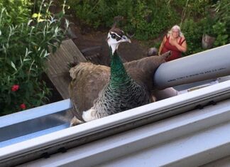 Pauw verlaat kinderboerderij, maakt tochtje door de buurt en is weer terug