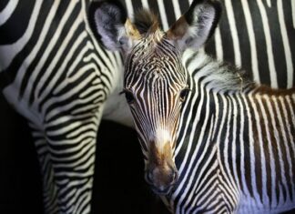 Net geboren Grévy-zebra is al erg actief