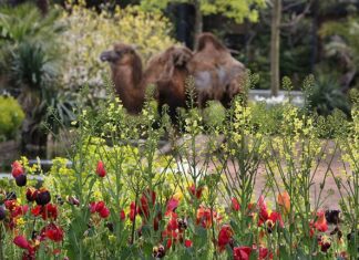Avondwandelingen in de stadsnatuur van Artis