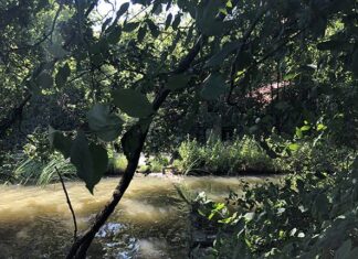 De intense ervaring van mindful wandelen in het Flevopark