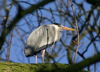 Stadsnatuur ontdekken in Artis verlengd tot en met september