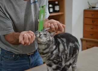 Dierenarts wil heel het dier begrijpen