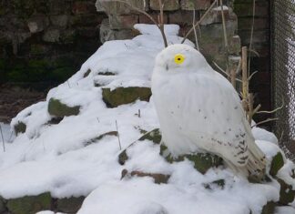 ‘Winter in Artis’ is met speciale app een winterse beleving
