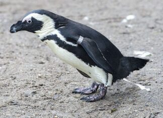 Artis vraagt om een Tikkie hulp aan einde van ‘shitty’ jaar