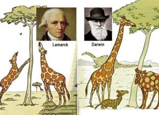 De evolutieleer beklonken in straatnamen