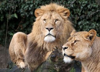 Leeuwen blijven voorlopig in Artis