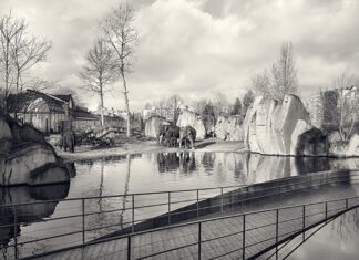 Steuncampagne levert Artis ruim 1,3 miljoen euro op