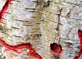 Bomenkerver vernielt bomen in Park Frankendael