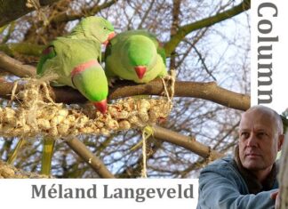 De Vogelman