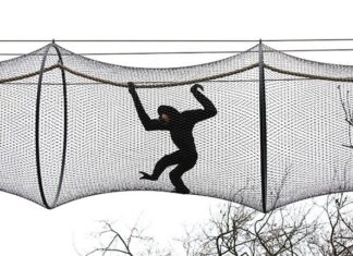 Goudwanggibbons via luchtbrug naar buiten