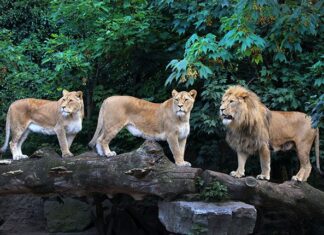 Leeuwen en algazellen wisselen van plek in Artis