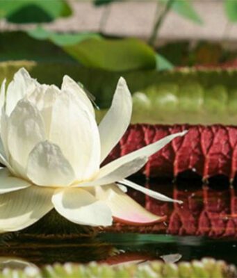 De Victoria waterlelie bloeit wit en vervolgens roze in de Hortus