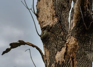 Zes zieke iepen op Weesperzijde worden gekapt