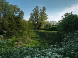 Natuur, wandelen, fietsen in het Diemerpark