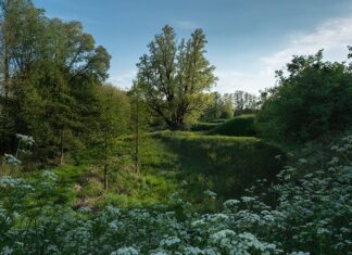 Natuur, wandelen, fietsen in het Diemerpark