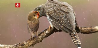 Ton en zijn vogelfascinatie