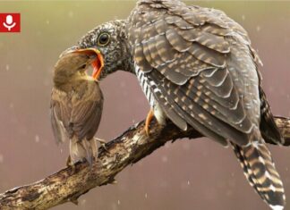 Ton en zijn vogelfascinatie