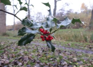 Kerstgroen