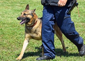 Politiehond bijt verdachte in been bij aanhouding