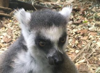 Verstoppertje spelen in Artis