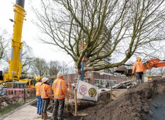 Nieuwe plek voor historische kastanjeboom