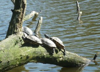 Schildpaddenstrijd in Oost