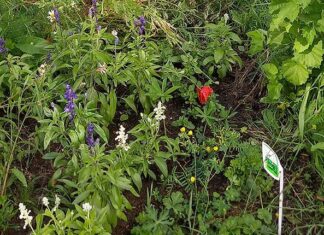 Pluktuin op ruw grasland volgens Vrienden van Park Frankendael niet de bedoeling