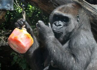 Hitteplan van kracht in Artis