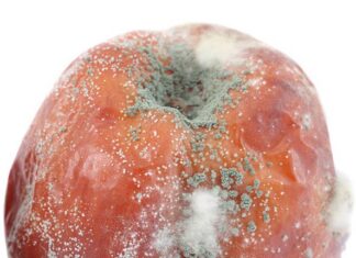 Fungi Trail: Ontdek de schoonheid van schimmels, kunst, wetenschap en gastronomie