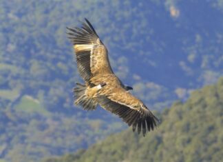 Vale gieren van Artis vliegen uit op Sardinië