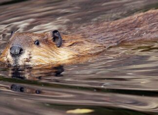 Eerste bever gesignaleerd in omgeving natuurgebied Diemer Vijfhoek